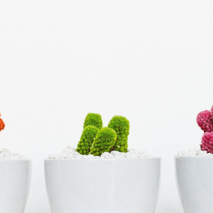 5 multi-coloured cacti lined up next to each other. In white pots on a white background.