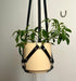 6" leather plant hanger holding a small umbrella plant 
