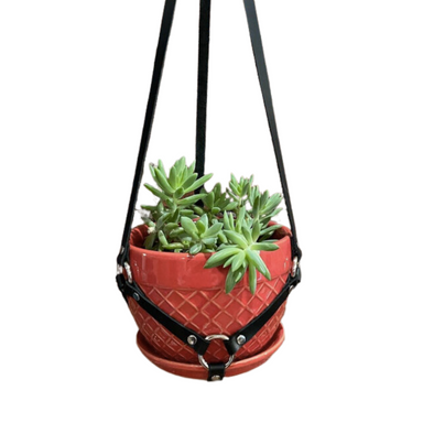 Leather plant harness holding a succulent plant