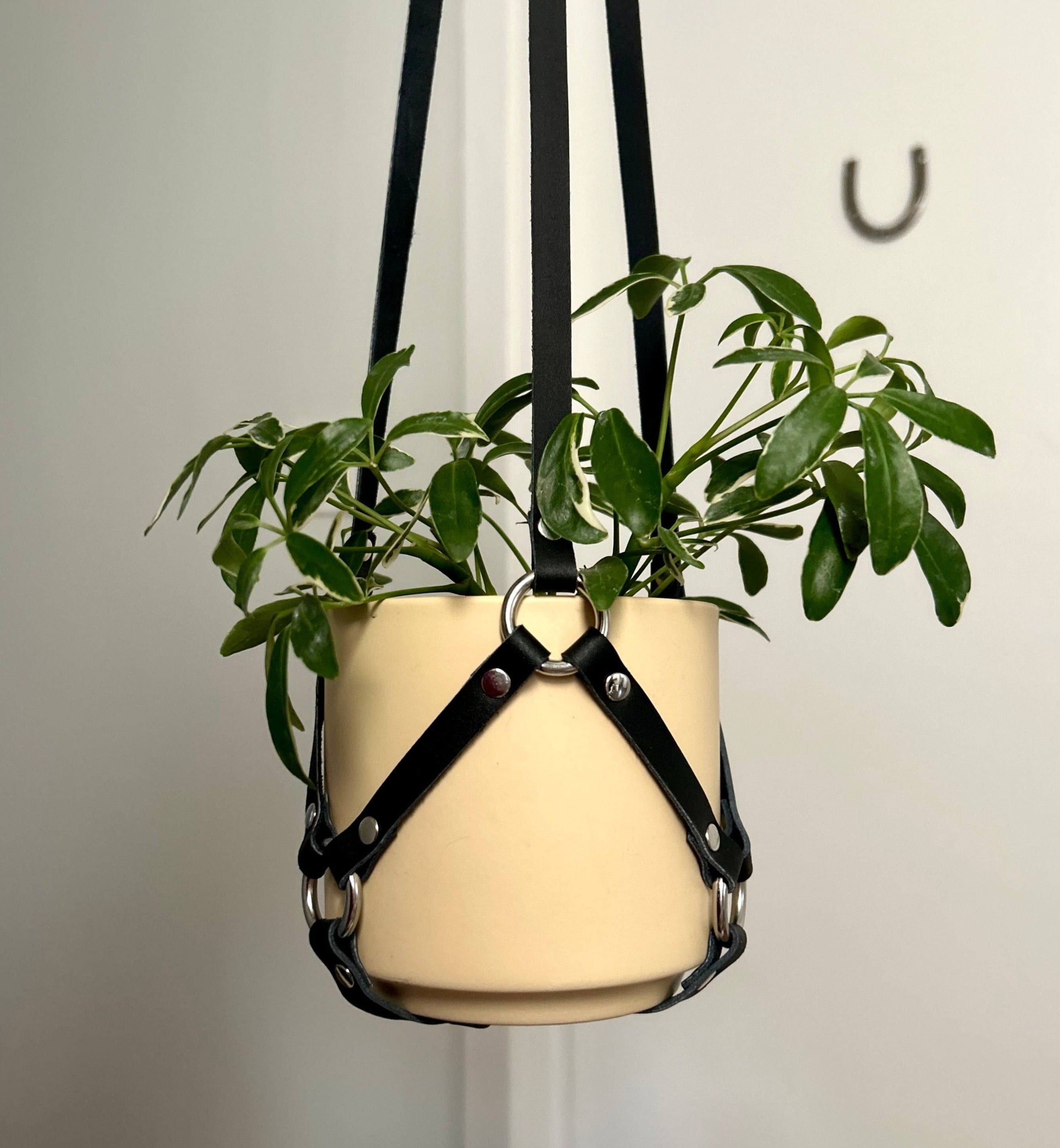 6" leather plant hanger holding a small umbrella plant 