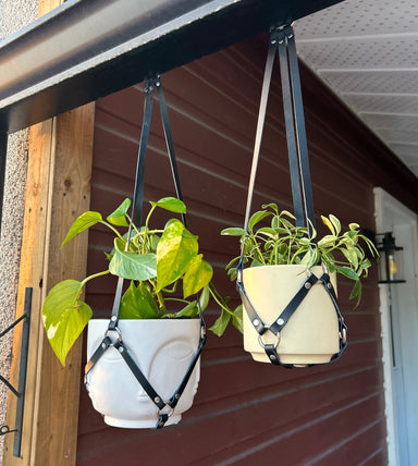 Large and small plant harness side by side 