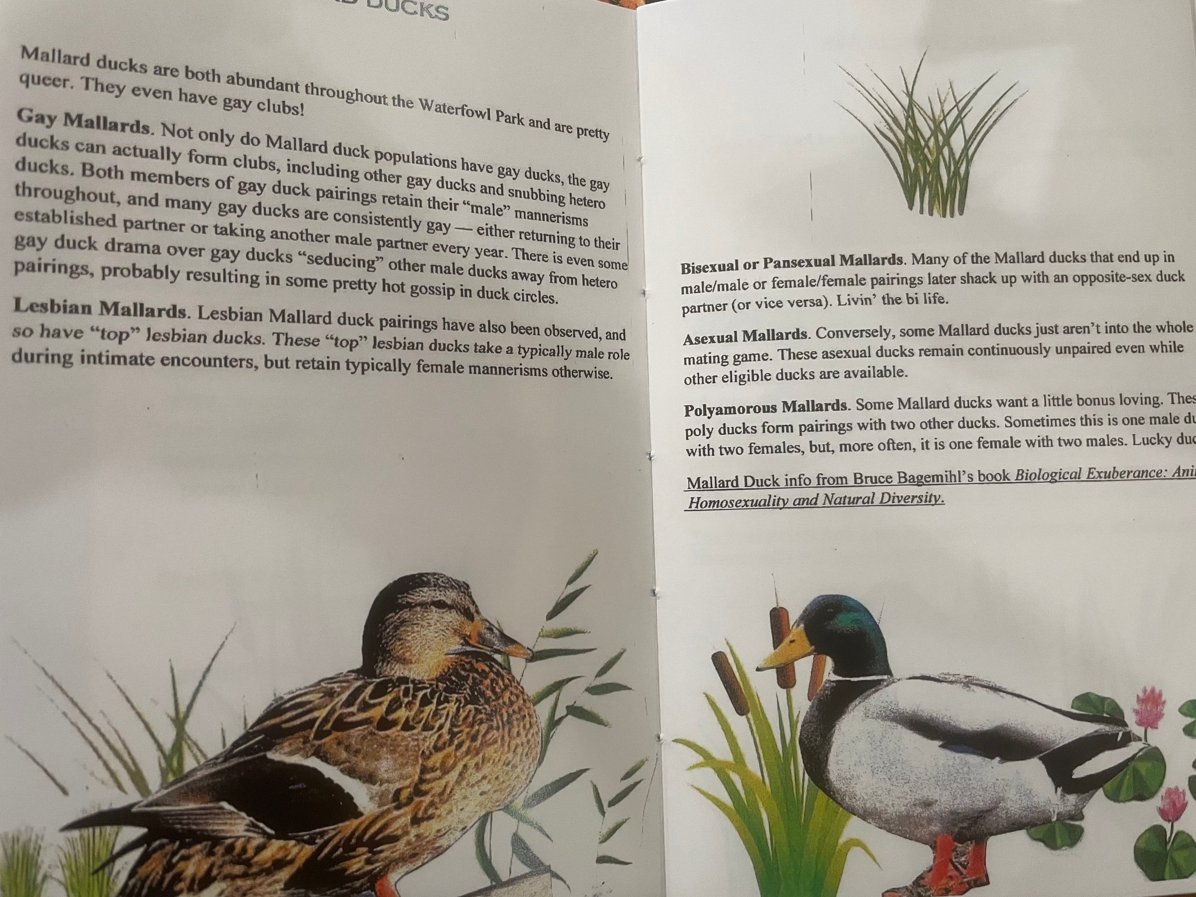 The Queer Guide to the Sackville Waterfowl Park Zine